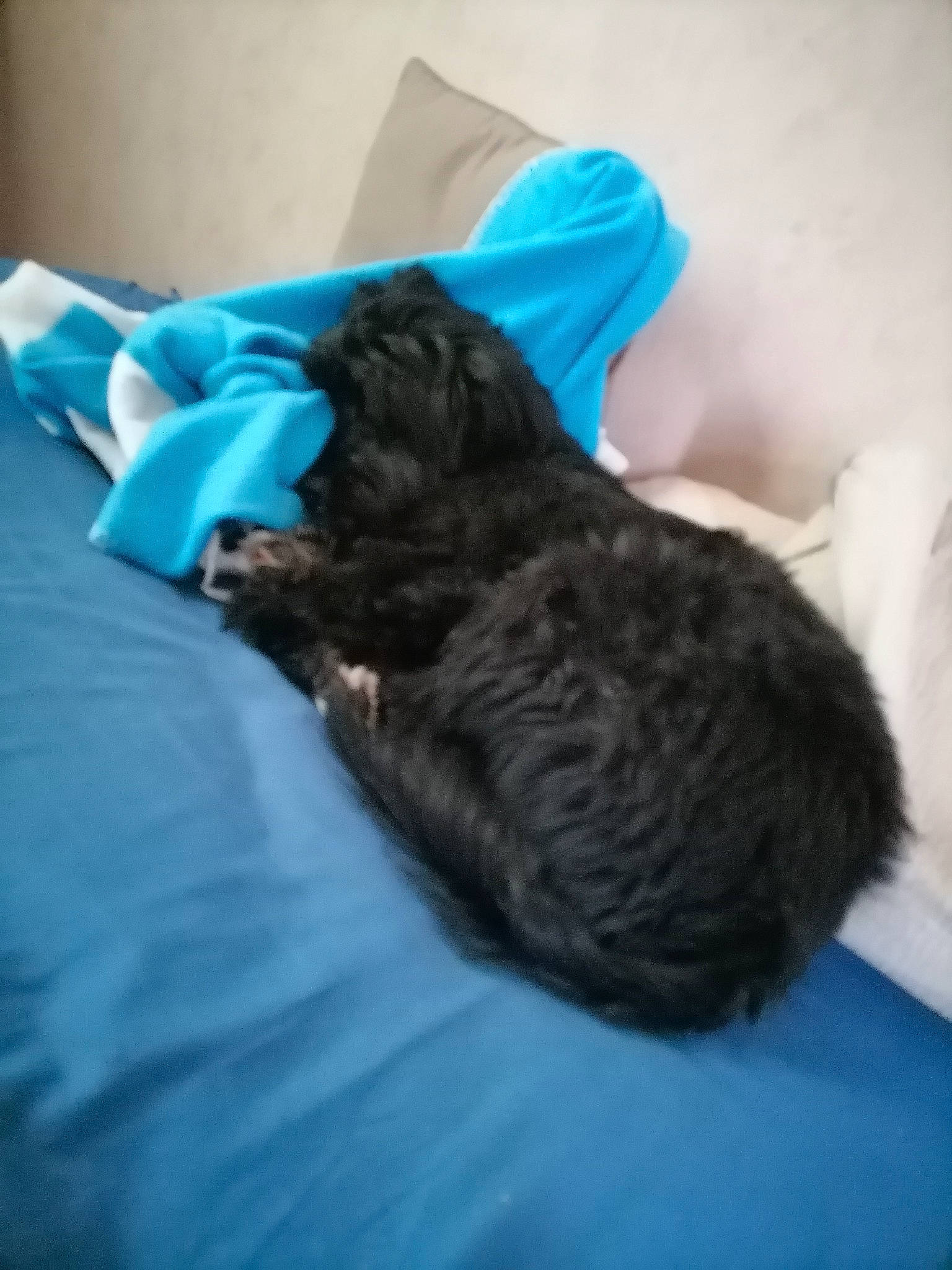 Sanga participe au concours pour gagner de l'argent avec cette photo : affenpinscher, bolonka, canidae, carnivore, cavapoo, cockapoo, dog, dog_breed, havanese, labradoodle, nap, non_sporting_group, portuguese_water_dog, puppy, schnoodle, shih_poo, shih_tzu, sleep, sporting_group, toy_dog