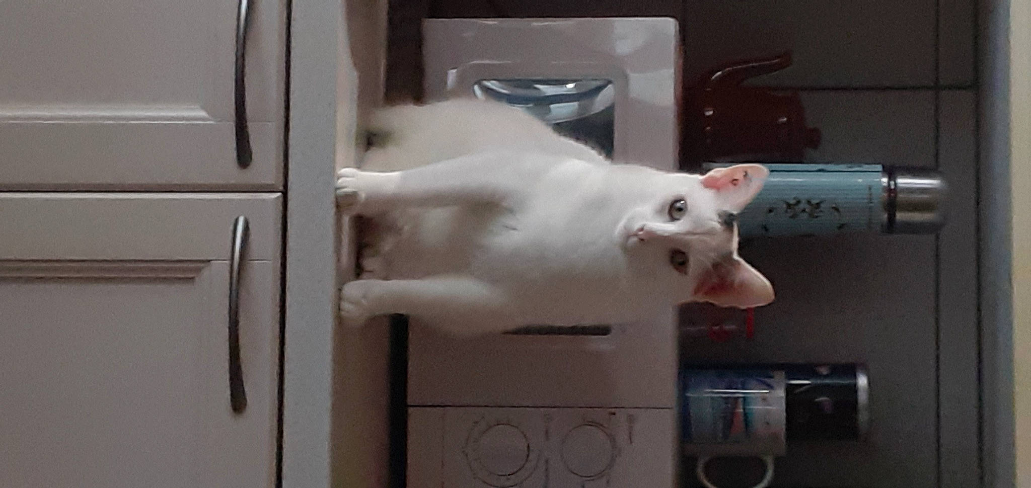 Minus participe au concours pour gagner de l'argent avec cette photo : carnivore, cat, domestic_short_haired_cat, felidae, fur, gas, home_appliance, kitchen_appliance, machine, major_appliance, metal, paw, small_to_medium_sized_cats, snout, tail, whiskers