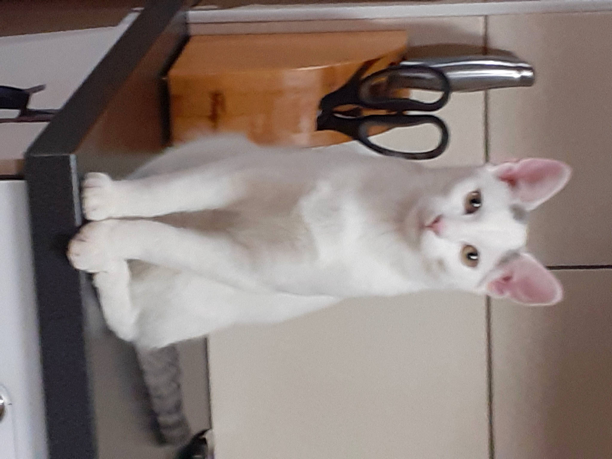 Minus a rejoint le concours — aidez-le/la à gagner de superbes lots ! cabinetry, carnivore, cat, companion_dog, dog_breed, domestic_short_haired_cat, felidae, flooring, fur, hardwood, metal, paw, room, small_to_medium_sized_cats, snout, tail, whiskers, wood