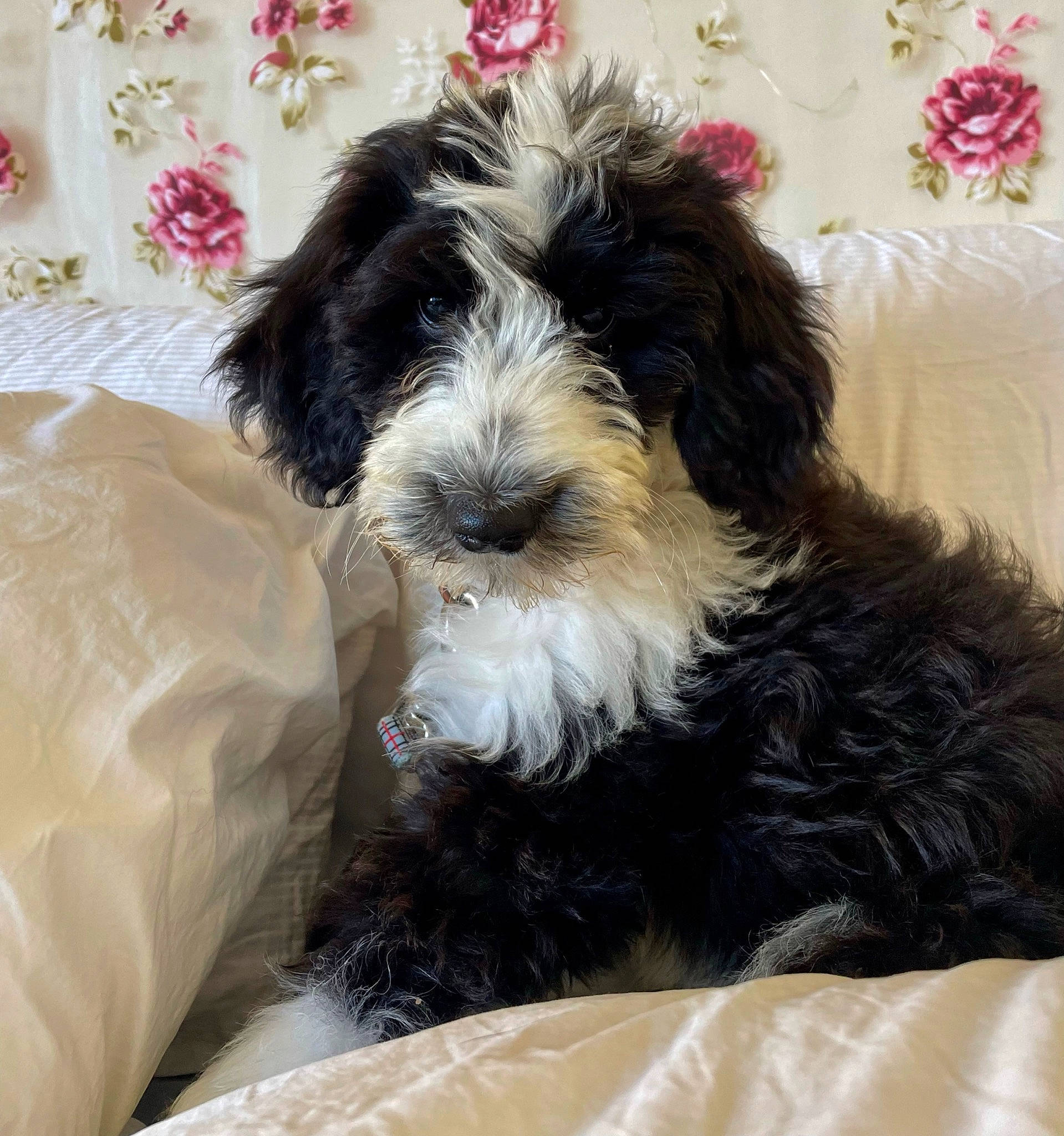 Theo joined the competition — help win amazing prizes! canidae, carnivore, comfort, companion_dog, dog, dog_breed, dog_supply, fur, liver, maltepoo, non_sporting_group, puppy, small_terrier, snout, sporting_group, terrier, toy_dog, water_dog, working_animal, yorkipoo