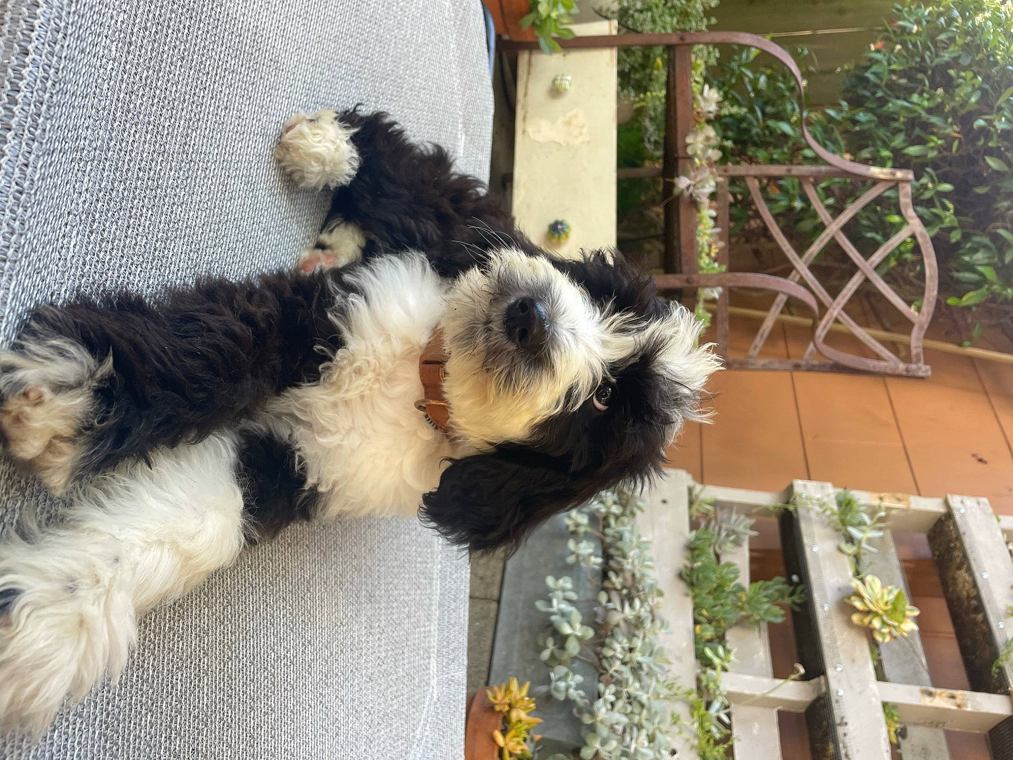 Theo is registered to the contest to win money with this photo: canidae, carnivore, collar, companion_dog, dog, dog_breed, flower, fur, mal_shi, paw, plant, small_terrier, sporting_group, tail, terrestrial_animal, terrier, toy_dog, water_dog