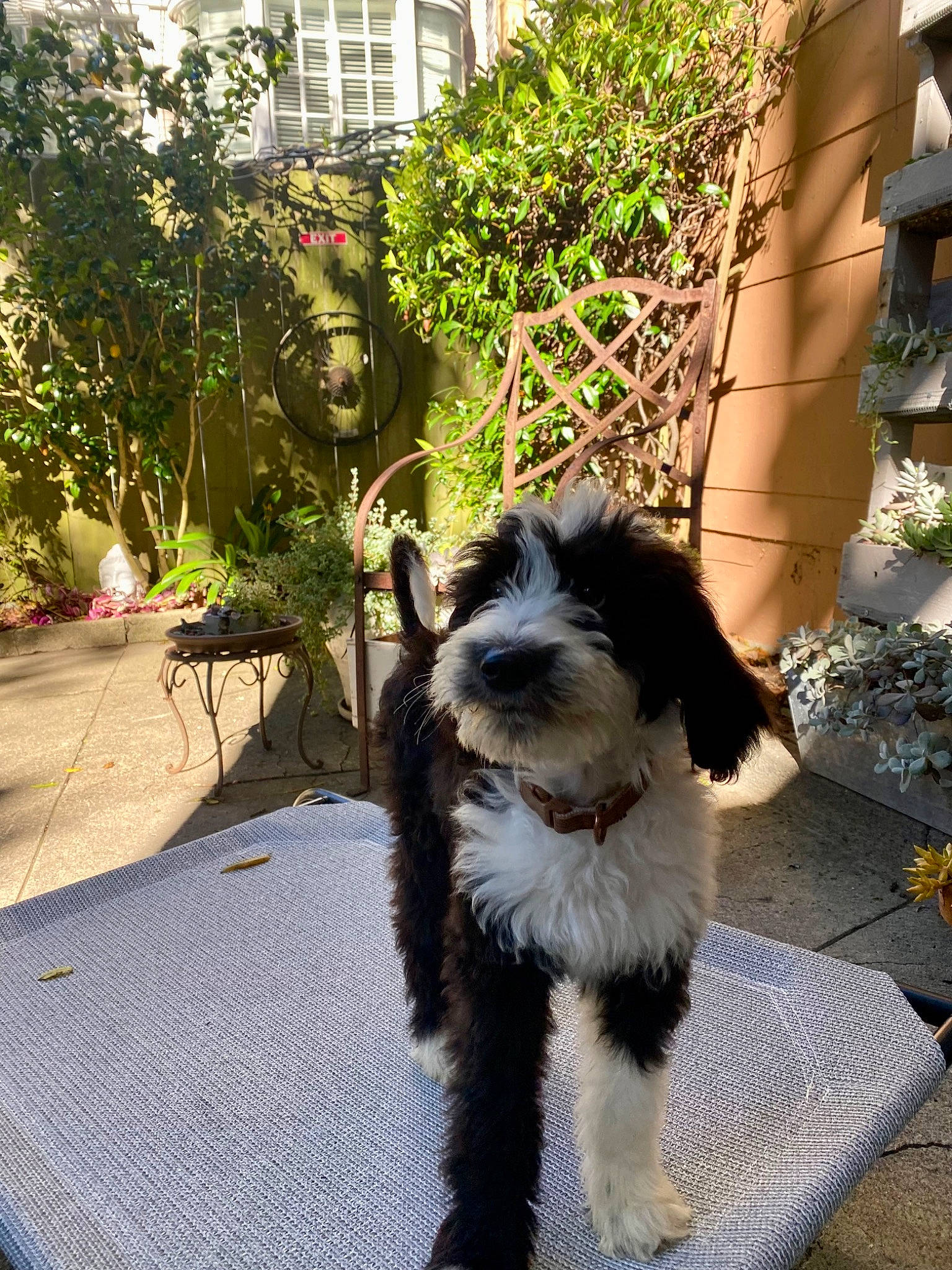 Theo is registered to the contest to win money with this photo: building, canidae, carnivore, companion_dog, dog, dog_breed, fur, grass, plant, schnauzer, small_terrier, snout, sporting_group, tail, terrier, toy_dog, water_dog, window, working_animal, working_dog