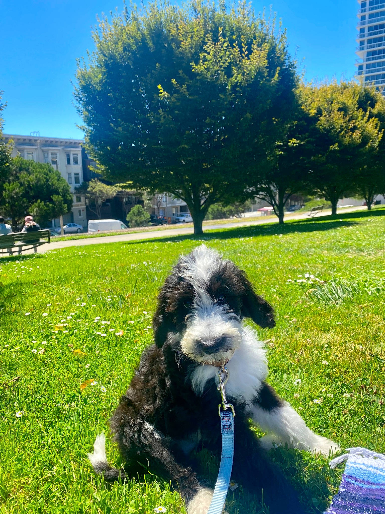 Theo is registered to the contest to win money with this photo: building, carnivore, companion_dog, dog, dog_breed, grass, grass_family, grassland, green, groundcover, lawn, plant, sky, sunlight, tail, terrier, tints_and_shades, toy_dog, tree, water_dog