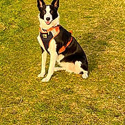 Coco joined the competition — help win amazing prizes! accessories, animal, bostonbull, bulldog, canine, chihuahua, dog, field, grass, grassland, husky, lawn, leash, nature, outdoors, park, pet, plant, puppy, strap