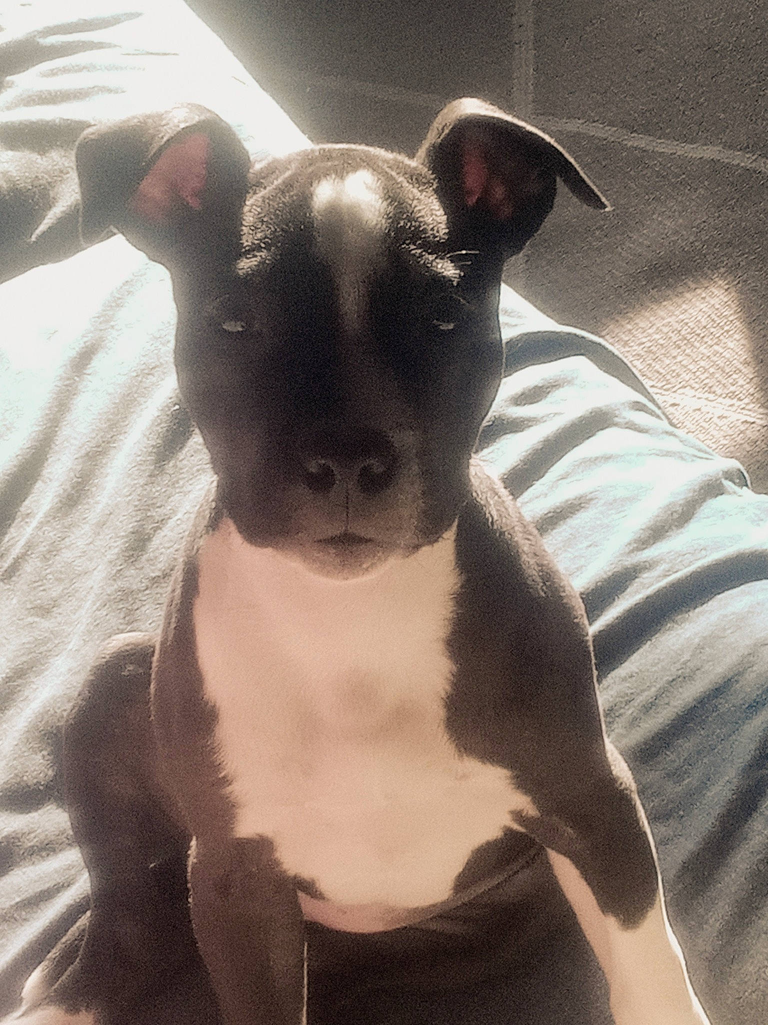 Doja is registered to the contest to win money with this photo: ancient_dog_breeds, canidae, carnivore, collar, comfort, companion_dog, dog, dog_breed, ear, fawn, fur, grey, non_sporting_group, snout, sporting_group, terrestrial_animal, terrier, toy_dog, whiskers, working_animal