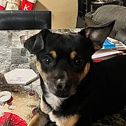 Poppy is registered to the contest to win money with this photo: dog, black_and_tan, small_dog, table, marble_table, indoor, flower_pot, sunflowers, stockings, decorations, chair, couch, cozy, home, window, wall_art, figurines, curious, pet, looking_at_camera