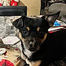 dog, black_and_tan, small_dog, table, marble_table, indoor, flower_pot, sunflowers, stockings, decorations, chair, couch, cozy, home, window, wall_art, figurines, curious, pet, looking_at_camera