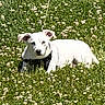 dog, white_dog, grass, field, flowers, leash, harness, outdoor, sunny, nature, pet, animal, lying_down, greenery, summer, canine, peaceful, flora, daylight, resting
