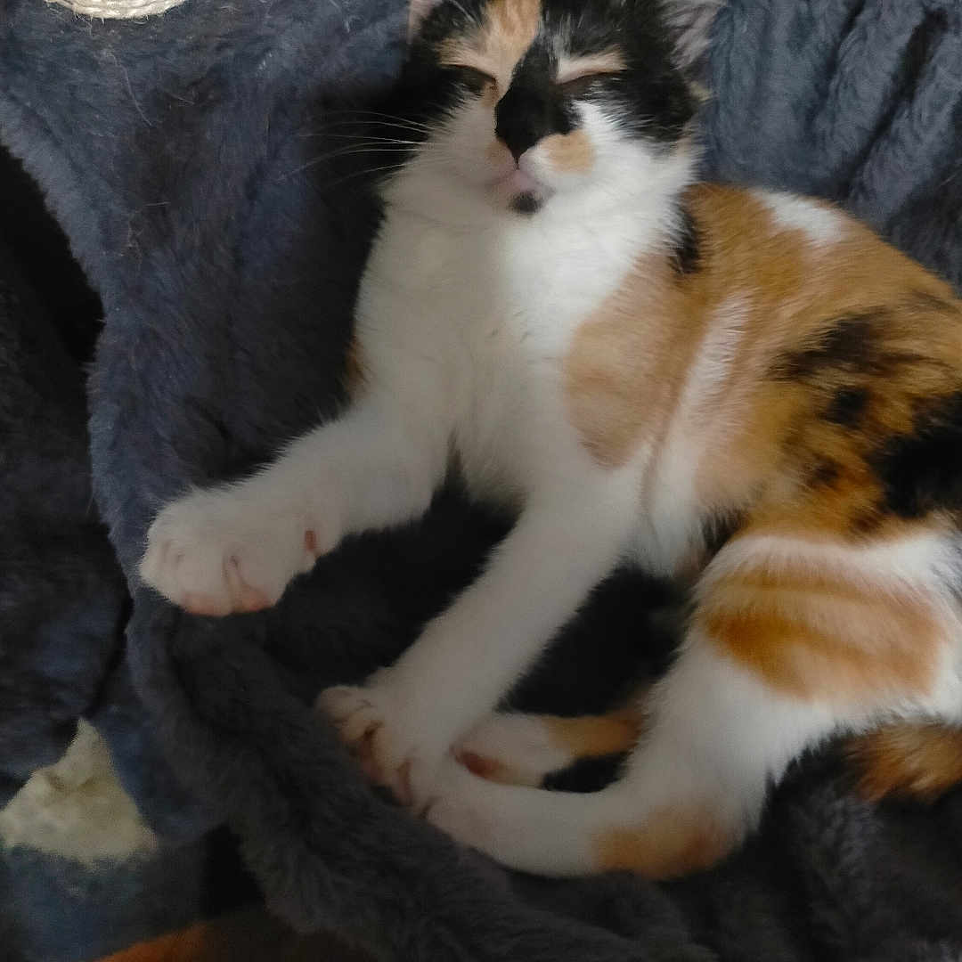 Chipie a rejoint le concours — aidez-le/la à gagner de superbes lots ! abyssinian, animal, armchair, basket, blanket, cat, chair, couch, cushion, furniture, homedecor, indoors, kitten, manx, person, pet, quilt, siamese, sleeping, towel