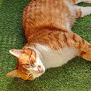 Pikachu a rejoint le concours — aidez-le/la à gagner de superbes lots ! cat, orange_cat, white_cat, sleeping, relaxed, sunlight, grass, outdoor, pet, feline, whiskers, fur, nature, daylight, closeup, animal, domestic_cat, cute, peaceful, resting