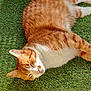 cat, orange_cat, white_cat, sleeping, relaxed, sunlight, grass, outdoor, pet, feline, whiskers, fur, nature, daylight, closeup, animal, domestic_cat, cute, peaceful, resting