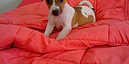 Gala participe au concours pour gagner de l'argent avec cette photo :