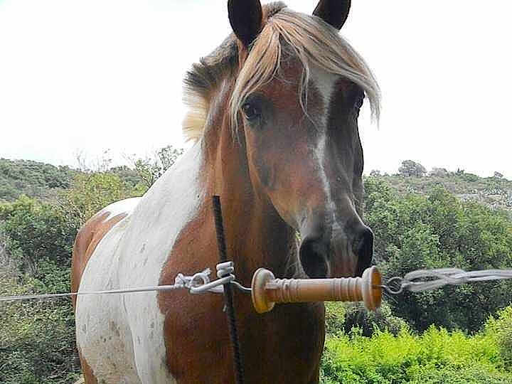 Enzo