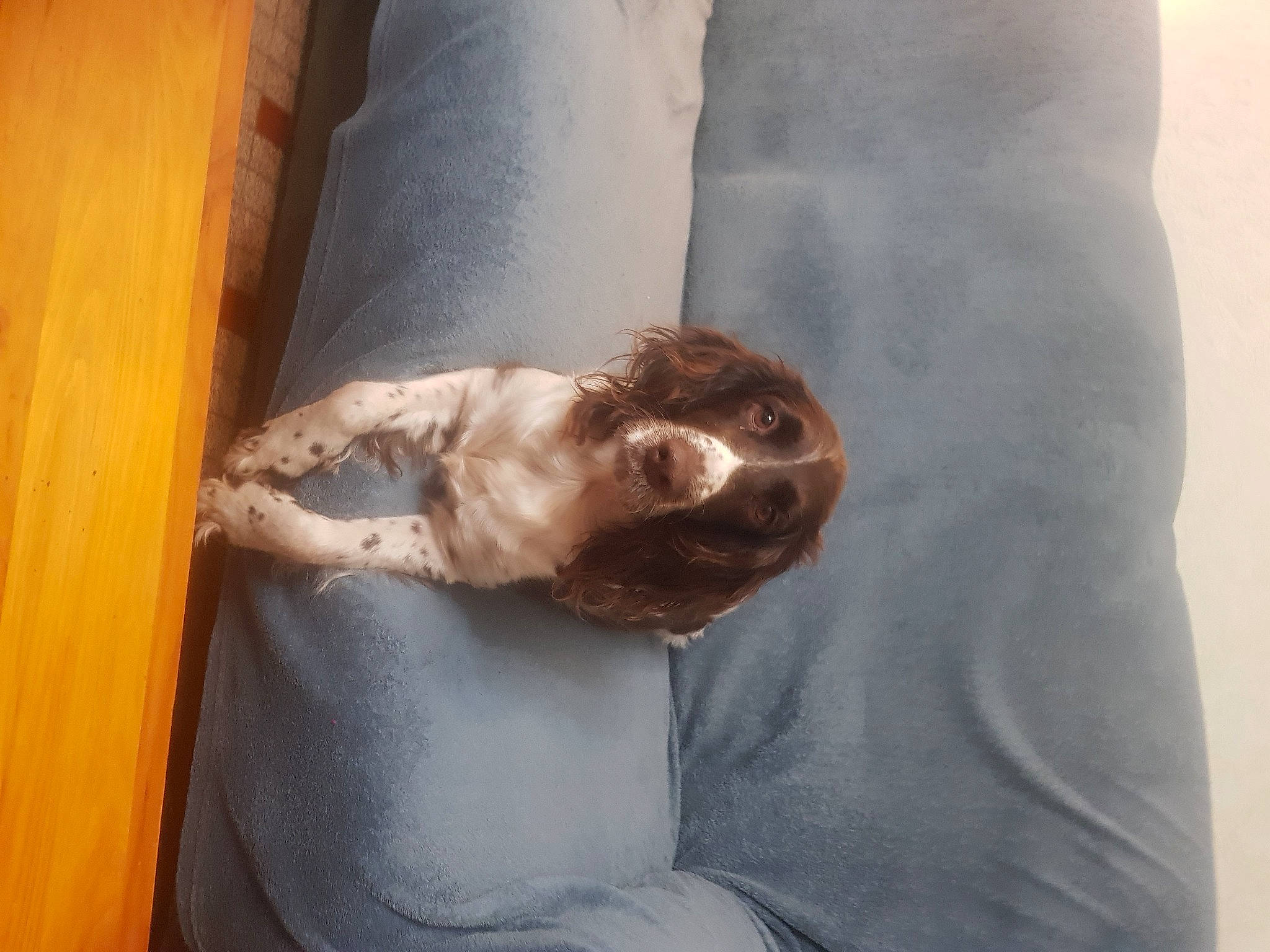 Dolie participe au concours pour gagner de l'argent avec cette photo : american_cocker_spaniel, canidae, carnivore, cocker_spaniel, companion_dog, dog, dog_breed, english_cocker_spaniel, fawn, spaniel, sporting_group