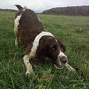 Dolie participe au concours pour gagner de l'argent avec cette photo : animal, canine, countryside, dog, ears, earthy, field, fur, grass, greenery, landscape, muddy, muzzle, nature, outdoor, overcast, pet, playful, tail, wet
