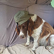 Dolie participe au concours pour gagner de l'argent avec cette photo : dog, brown_and_white, long_ears, cap, hat, pet, indoor, bedspread, wrinkled, fabric, sitting, looking_down, sad_expression, canine, fur, animal, companion, domestic, portrait, casual