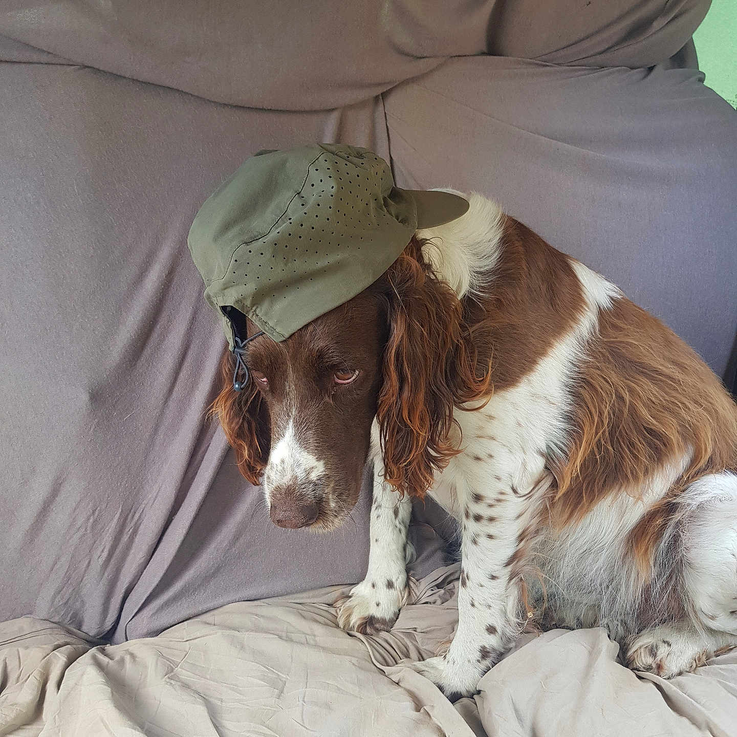 Dolie participe au concours pour gagner de l'argent avec cette photo : dog, brown_and_white, long_ears, cap, hat, pet, indoor, bedspread, wrinkled, fabric, sitting, looking_down, sad_expression, canine, fur, animal, companion, domestic, portrait, casual