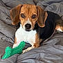 Luna joined the competition — help win amazing prizes! dog, beagle, pet, toy, green_toy, bed, blanket, brown, white, black, ears, cute, animal, laying, indoors, fur, canine, snout, playful, resting