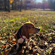 Luna is registered to the contest to win money with this photo: dog, beagle, collar, leaves, autumn, outdoor, sunlight, park, grass, blurred_background, nature, pet, animal, fall, daylight, brown, black, white, cute, sitting