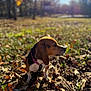 dog, beagle, collar, leaves, autumn, outdoor, sunlight, park, grass, blurred_background, nature, pet, animal, fall, daylight, brown, black, white, cute, sitting