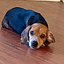 Luna is registered to the contest to win money with this photo: dog, beagle, pet, lying_down, indoor, wooden_floor, floor, looking_up, ears, face, animal, canine, cute, brown, black, tan, resting, home, companion, adorable