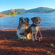 Rio Et Vanille a rejoint le concours — aidez-le/la à gagner de superbes lots ! dog, lake, mountains, water, outdoor, sunlight, sky, nature, leash, brown_dog, white_dog, sitting, resting, scenery, landscape, trees, calm, pets, daytime, grass