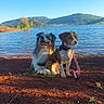 dog, lake, mountains, water, outdoor, sunlight, sky, nature, leash, brown_dog, white_dog, sitting, resting, scenery, landscape, trees, calm, pets, daytime, grass