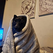 Bandit joined the competition — help win amazing prizes! bed, black_dog, blanket, couch, cozy, curtain, dog, eyes, fur, head, indoors, laptop, living_room, painting, pet, portrait, screen_light, textile, wall_art, wrapped_in_blanket