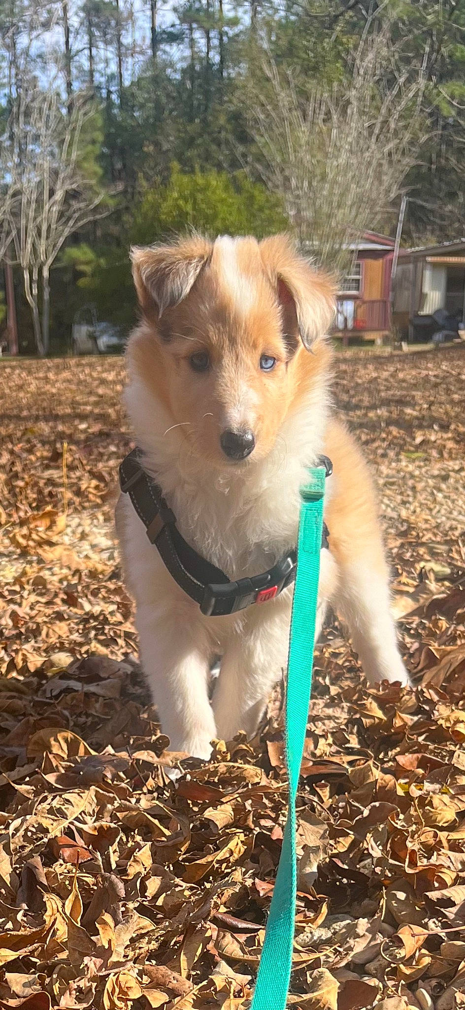 Averie Grace is registered to the contest to win money with this photo: canidae, carnivore, collar, companion_dog, dog, dog_breed, dog_clothes, dog_supply, fashion_accessory, fawn, fur, grass, leash, plant, snout, soil, sporting_group, toy_dog, tree, working_animal