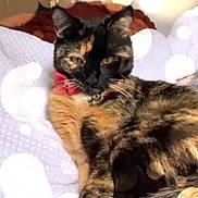 Persia is registered to the contest to win money with this photo: cat, tortoiseshell, pet, animal, feline, relaxing, blanket, indoor, cozy, fur, whiskers, ears, paws, tail, collar, resting, cute, soft_light, bokeh, portrait