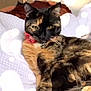 cat, tortoiseshell, pet, animal, feline, relaxing, blanket, indoor, cozy, fur, whiskers, ears, paws, tail, collar, resting, cute, soft_light, bokeh, portrait