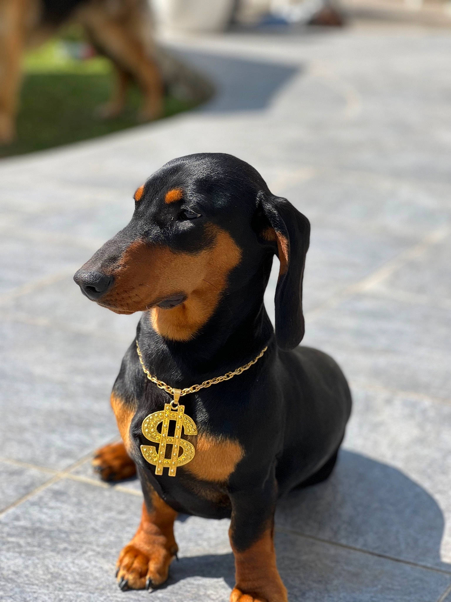 Sniper participe au concours pour gagner de l'argent avec cette photo : canidae, carnivore, companion_dog, composite_material, dachshund, dog, dog_breed, fawn, foot, grey, guard_dog, hound, liver, snout, sporting_group, terrestrial_animal, toy, toy_dog, working_animal, working_dog