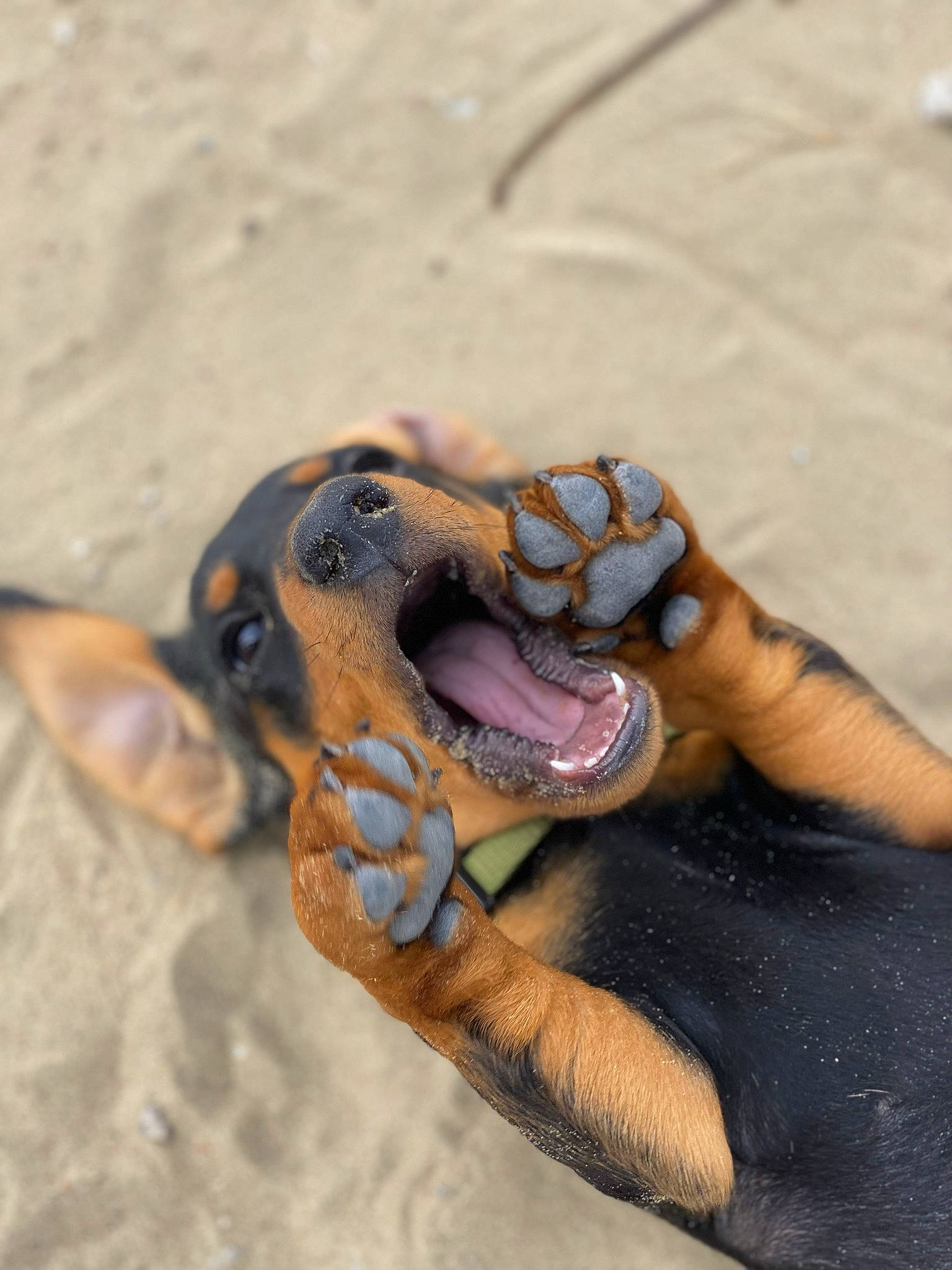 Sniper participe au concours pour gagner de l'argent avec cette photo : beach, claw, foot, fun, human_leg, loggerhead_sea_turtle, nail, reptile, sand, scaled_reptile, sea_turtle, serpent, snake, soil, terrestrial_animal, thumb, toe, wildlife, wood