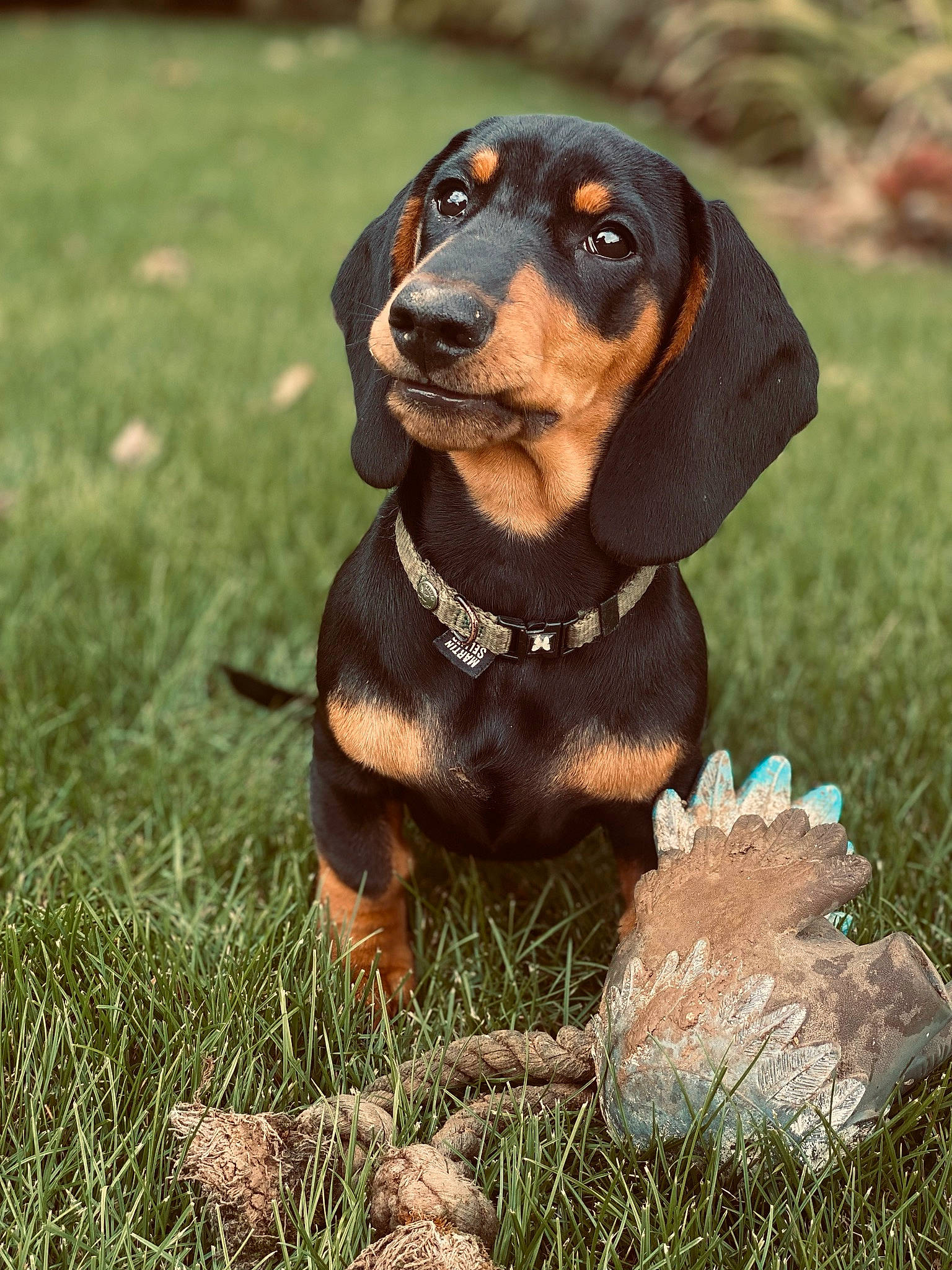Sniper participe au concours pour gagner de l'argent avec cette photo : canidae, carnivore, collar, companion_dog, dog, dog_breed, fawn, fur, grass, hound, hunting_dog, liver, snout, sporting_group, terrestrial_animal, working_animal, working_dog