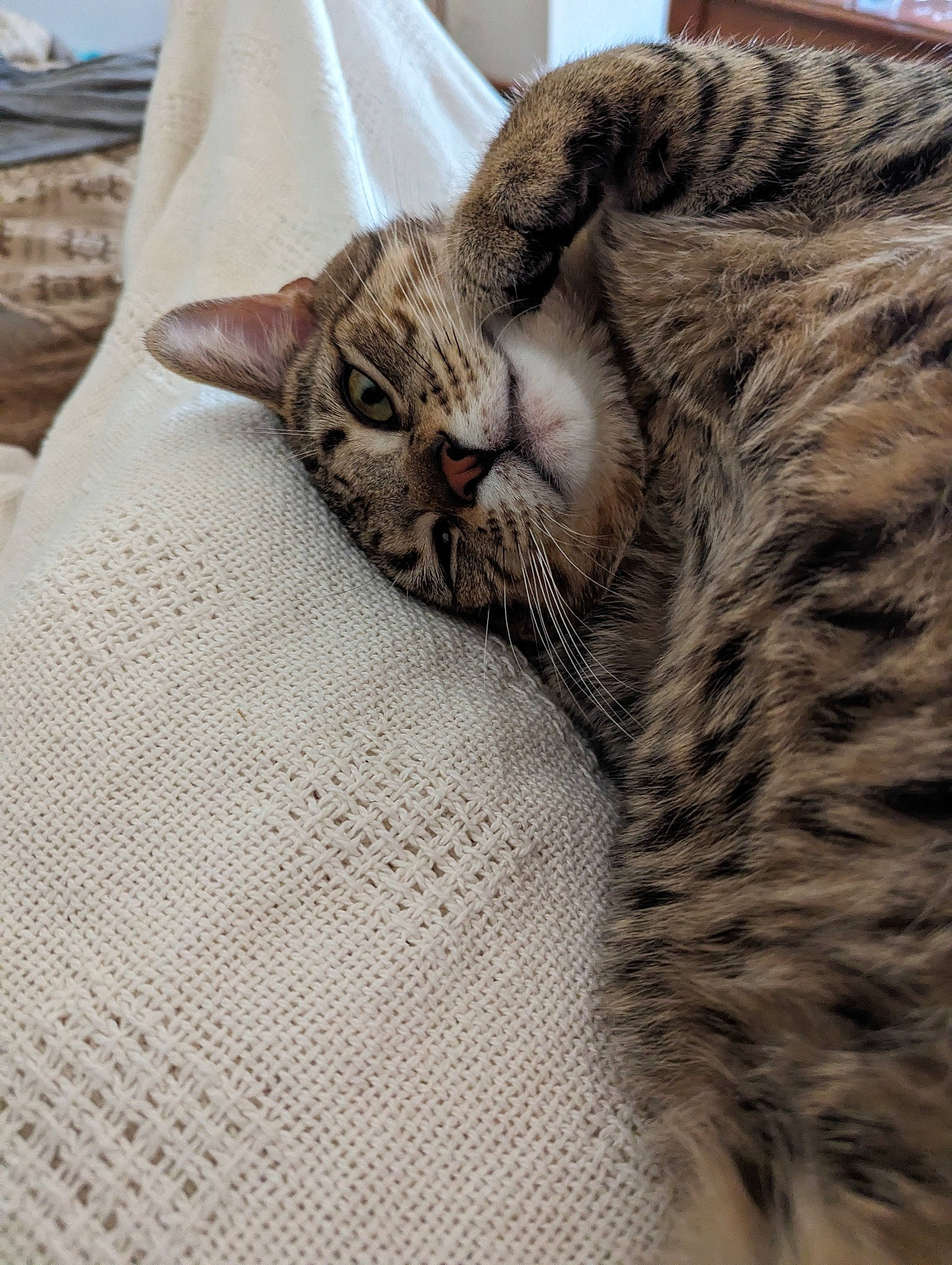 Shadow participe au concours pour gagner de l'argent avec cette photo : carnivore, cat, claw, comfort, domestic_short_haired_cat, felidae, fur, grey, linens, nap, pattern, paw, small_to_medium_sized_cats, snout, tail, terrestrial_animal, textile, vertebrate, whiskers, wood