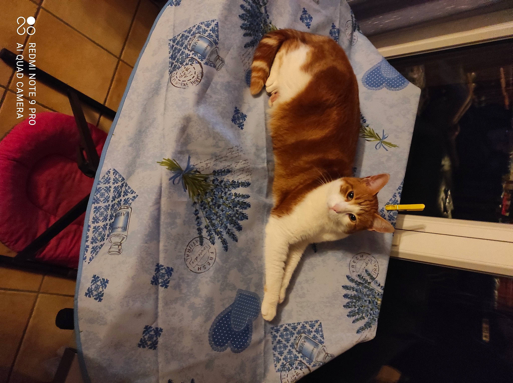 Rouky participe au concours pour gagner de l'argent avec cette photo : art, bag, carnivore, cat, comfort, domestic_short_haired_cat, fawn, felidae, fur, linens, luggage_and_bags, pattern, paw, room, sitting, sleeve, small_to_medium_sized_cats, tail, whiskers, wood