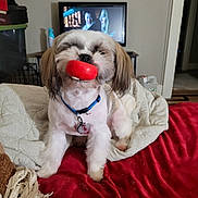 Gizmo is registered to the contest to win money with this photo: dog, toy, bed, blanket, collar, indoor, pet, fur, comfort, red, white, brown, television, furniture, home, relaxing, animal, cute, cozy, playful