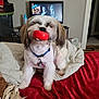 dog, toy, bed, blanket, collar, indoor, pet, fur, comfort, red, white, brown, television, furniture, home, relaxing, animal, cute, cozy, playful