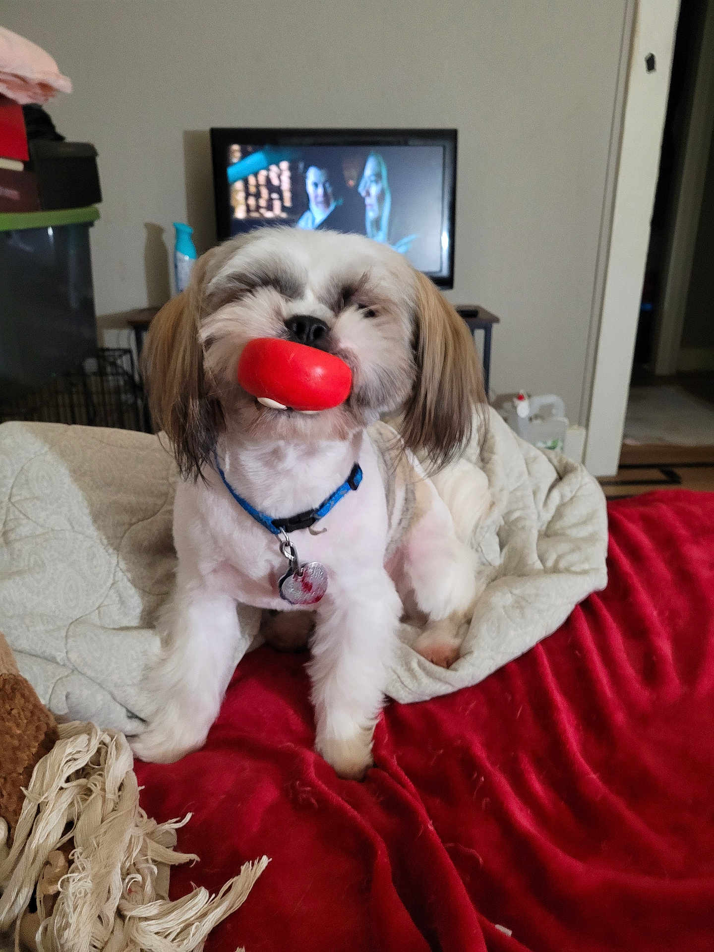 Gizmo