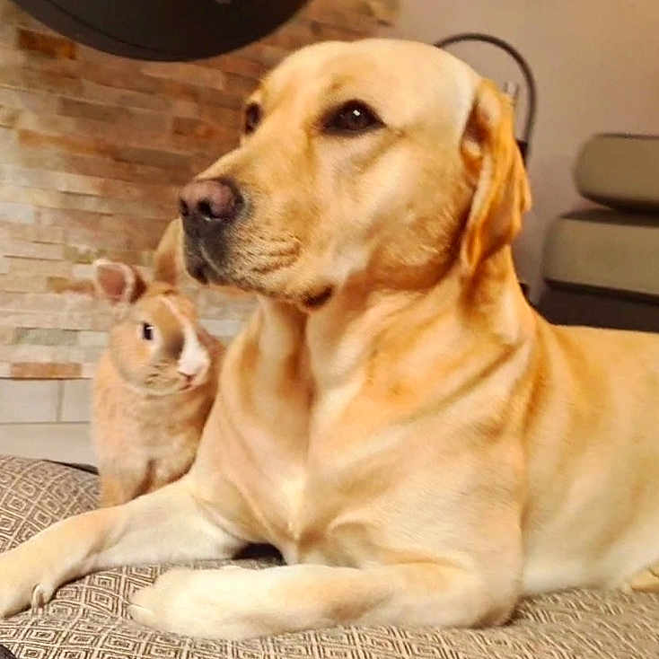 Sandy Laurent participe au concours pour gagner de l'argent avec cette photo : animal, brown, companion, cozy, cushion, cute, dog, domestic, ears, fur, furniture, indoor, living_room, mammal, paws, pet, rabbit, relaxed, snout, stone_wall