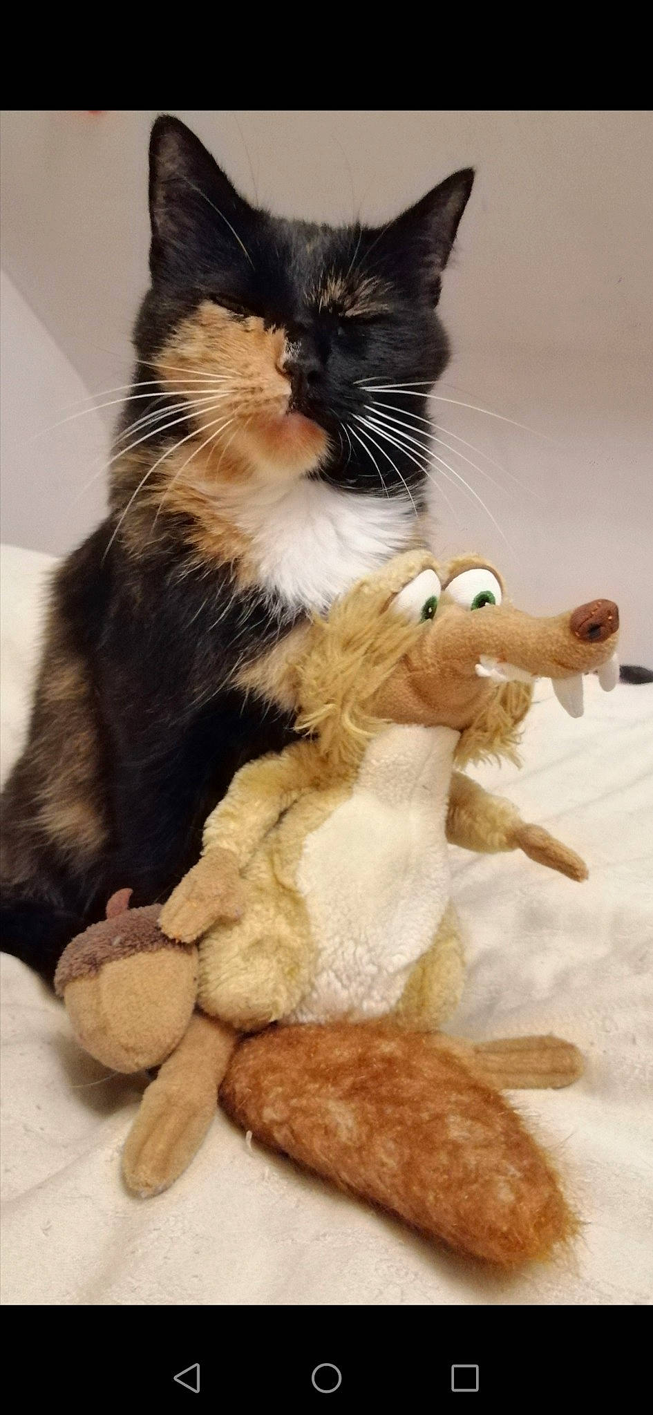 Tycounette a rejoint le concours — aidez-le/la à gagner de superbes lots ! american_wirehair, carnivore, cat, claw, domestic_short_haired_cat, european_shorthair, fawn, felidae, fur, kitten, maine_coon, norwegian_forest_cat, paw, polydactyl_cat, small_to_medium_sized_cats, tail, toy, whiskers