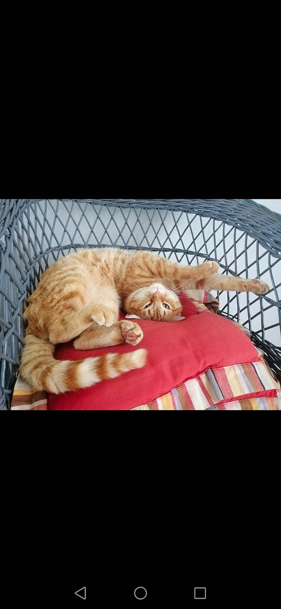 Rourou Le Roux a rejoint le concours — aidez-le/la à gagner de superbes lots ! canidae, carnivore, cat, companion_dog, european_shorthair, felidae, fur, golden_retriever, kitten, nap, paw, puppy, sleep, small_to_medium_sized_cats, sporting_group, tabby_cat, whiskers