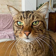 Lulu participe au concours pour gagner de l'argent avec cette photo : animal, brown, cat, close_up, cute, domestic_cat, ears, face, feline, fur, green_eyes, house, indoor, looking, pet, portrait, striped, tabby, whiskers, whiskers_long