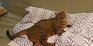 Lulu participe au concours pour gagner de l'argent avec cette photo : animal, blanket, cat, comfort, couch, cute, feline, fur, furniture, home, indoor, patterned, pet, relaxed, resting, sleepy, striped, tabby, tail, whiskers
