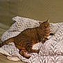 animal, blanket, cat, comfort, couch, cute, feline, fur, furniture, home, indoor, patterned, pet, relaxed, resting, sleepy, striped, tabby, tail, whiskers