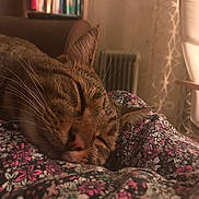 Lulu a rejoint le concours — aidez-le/la à gagner de superbes lots ! blanket, bookshelf, cat, close_up, cozy, cute, ear, floral_pattern, furniture, home, indoor, nose, pet, relaxation, resting, sleeping, soft_focus, tabby, warm_lighting, whiskers