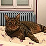 Lulu a rejoint le concours — aidez-le/la à gagner de superbes lots ! bed, cat, closeup, comfort, cozy, curious, domestic_animal, ears, eyes, feline, fur, indoor, pet, radiator, resting, sleeping_area, striped_fur, tabby_cat, whiskers, window