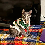 Luna is registered to the contest to win money with this photo: animal, bell, cat, christmas_outfit, colorful, costume, cozy, feline, fur, holiday, indoor, kitten, looking_at_camera, ornament, pet, plaid_blanket, sitting, tree_costume, tv_screen, wide_eyes