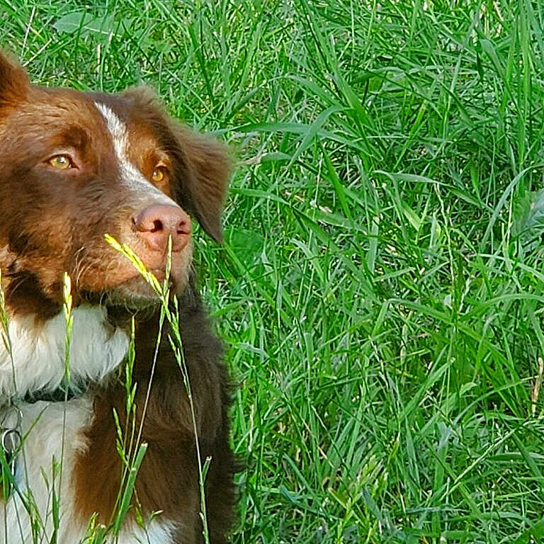 Griz is registered to the contest to win money with this photo: animal, brown_dog, canine, closeup, collar, daylight, dog, ears, field, fur, grass, greenery, looking_away, nature, outdoor, peaceful, pet, portrait, sunlight, white_fur