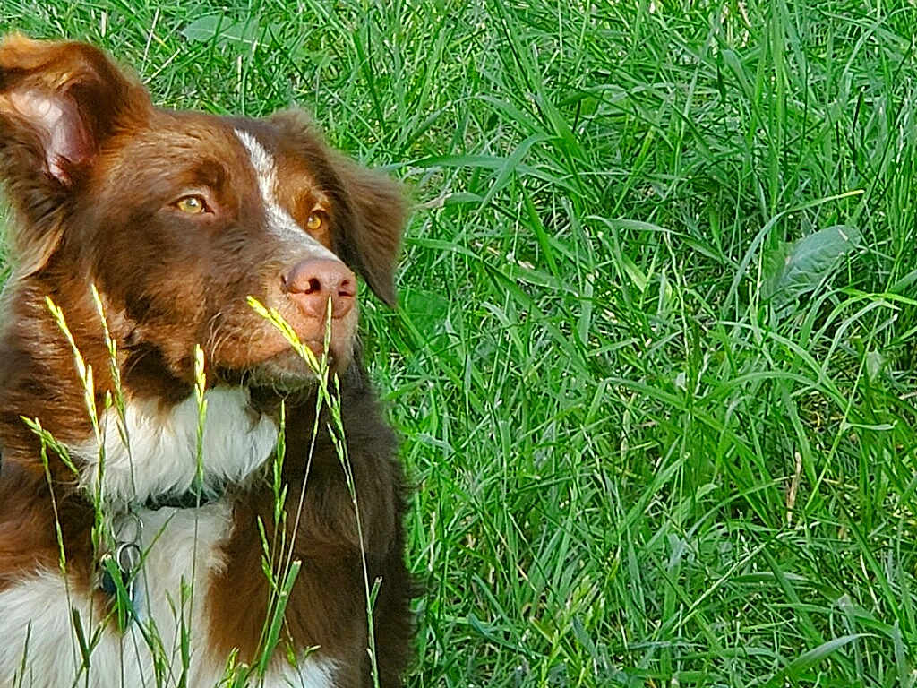 Griz is registered to the contest to win money with this photo: dog, brown_dog, white_fur, grass, greenery, outdoor, nature, pet, canine, collar, fur, ears, animal, portrait, looking_away, sunlight, closeup, peaceful, field, daylight
